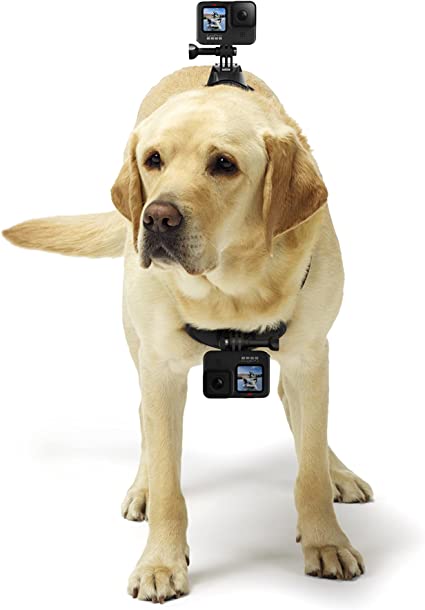 GoPro Fetch Dog Harness